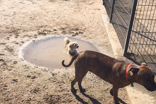 Green Valley Ranch East Park Dog Park
